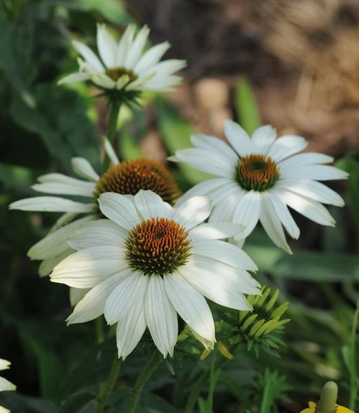 Echinacea purpurea 'PowWow White'